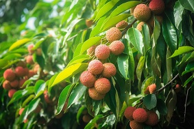 智慧果園的優(yōu)勢(shì)與未來(lái)發(fā)展