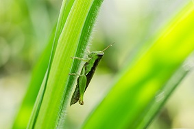 太陽(yáng)能蟲(chóng)情測(cè)報(bào)燈優(yōu)勢(shì)介紹